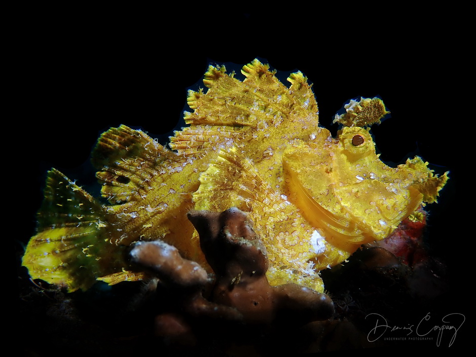 Anilao underwater macro photography using Olympus Tought TG5 and Tough TG4